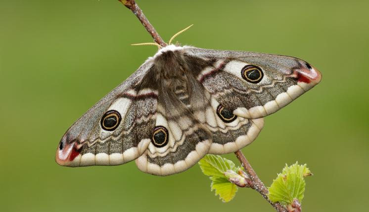 Emperor Moth (female) - Iain H Leach