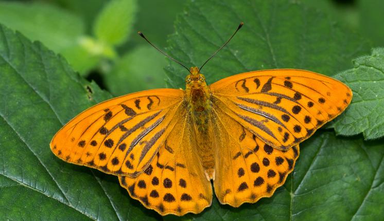Silver-washed Fritillary (male/upperwing) - Tamás Nestor