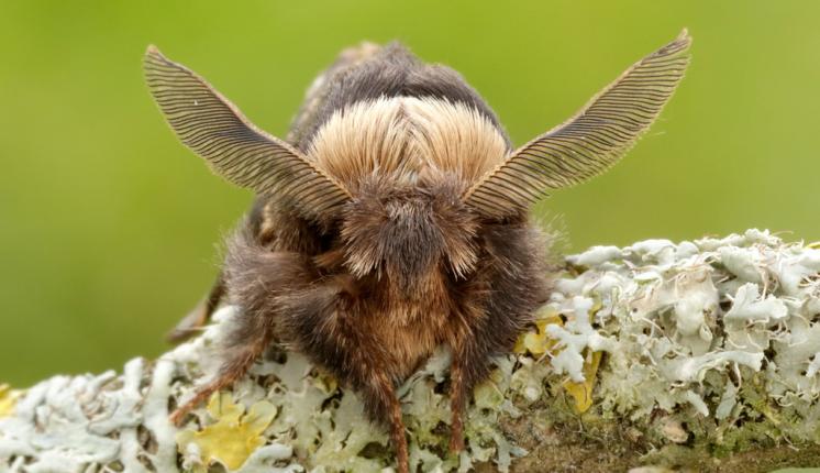 December Moth (head on) by Iain Leach