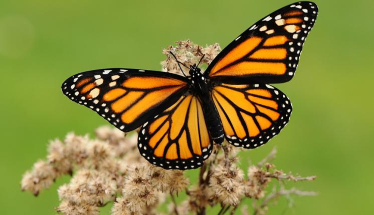 Monarch (female/upperwing) - Pete Withers