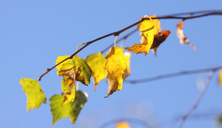 Birch leaves - Dean Morley