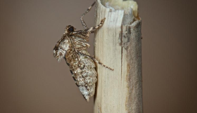 Winter Moth (female) - Rob Blanken
