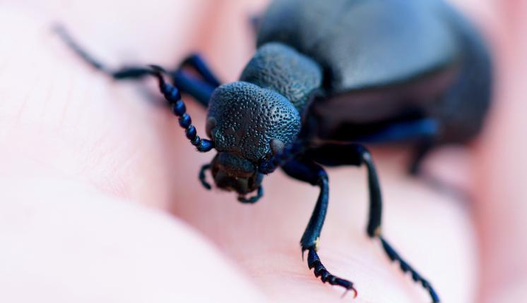 Rugged Oil Beetle - Steve Maskell