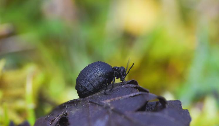 Rugged Oil Beetle - Josh Baum