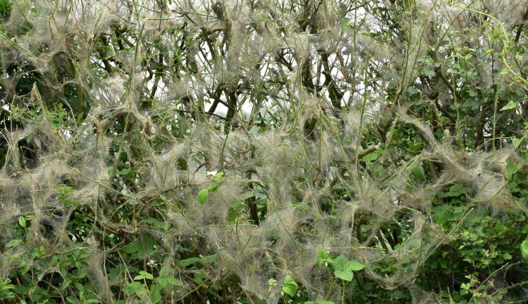 Spindle Ermine (larval web) - Andrew Dejardin