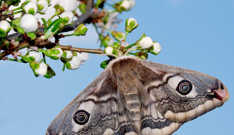 Emperor moth (female) - Adam Gor
