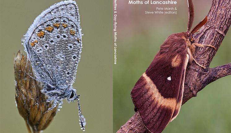 Butterflies and Day-flying Moths of Lancashire book cover
