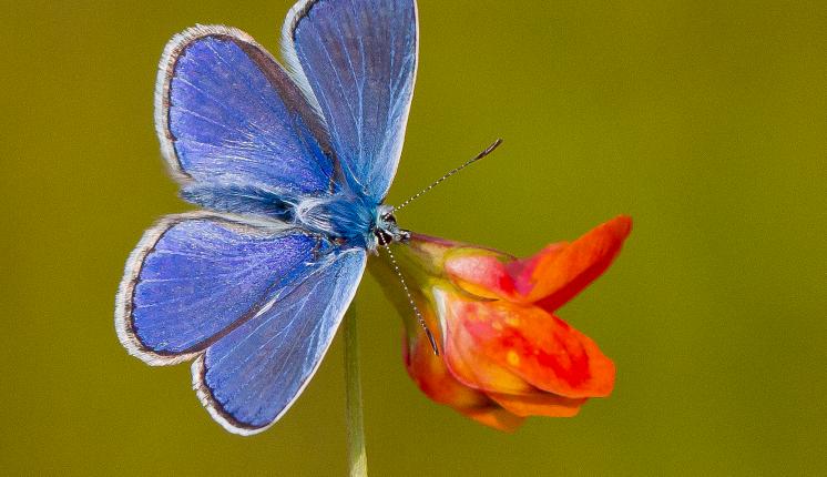 Common Blue (male/upperwing) - Ivan Lynas