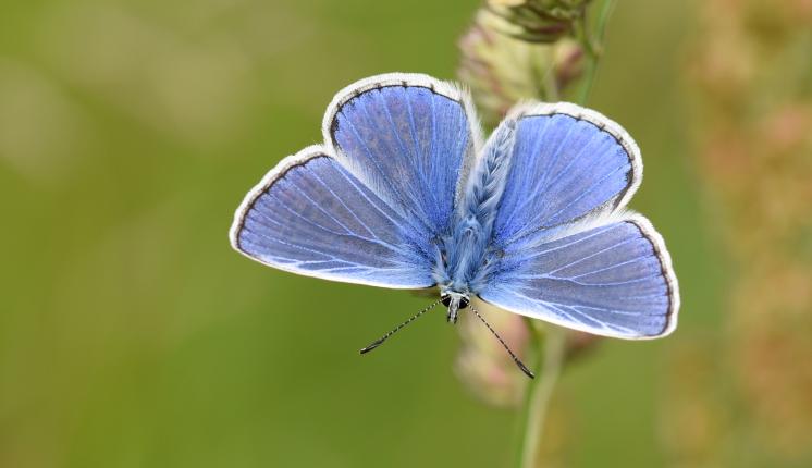 Common Blue (male/upperwing) - Nick Edge