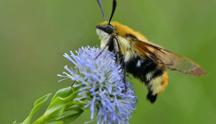 Narrow-bordered Bee Hawk-moth - Ervin Szombathelyi