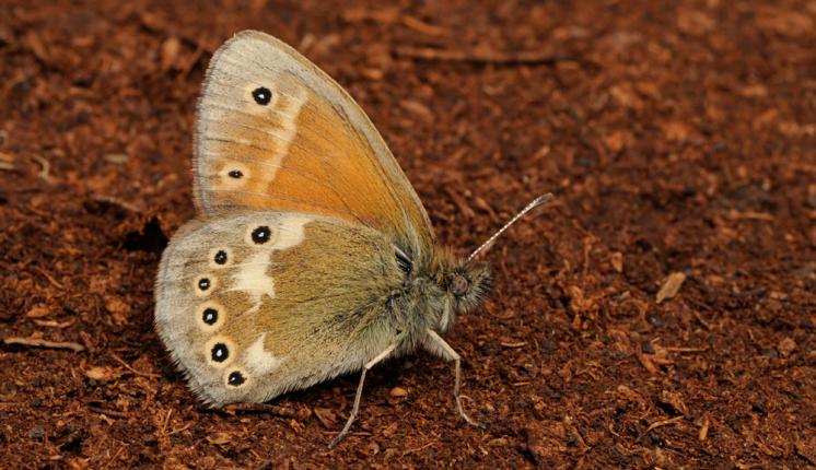 Large Heath (underwing) - Peter Withers