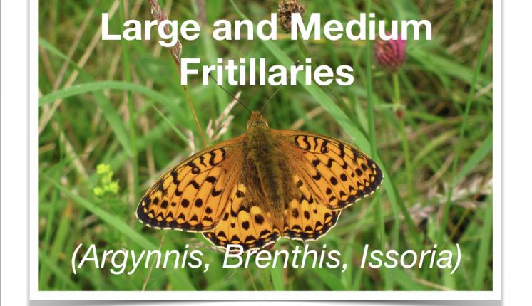 Large and Medium Fritillaries