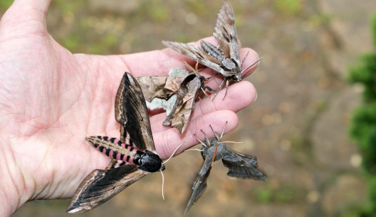 Hawk-moths in hand - Ben Sale