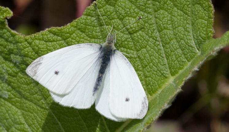 Small White (upperwing) - Peter Eeles