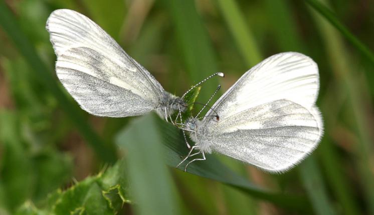 Wood White (courtship) - Peter Eeles