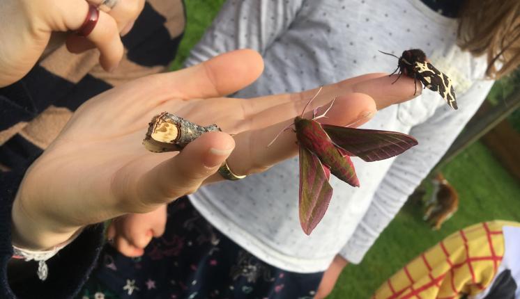 Moths on hand