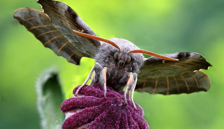 Poplar Hawk-moth - Iain Cowe