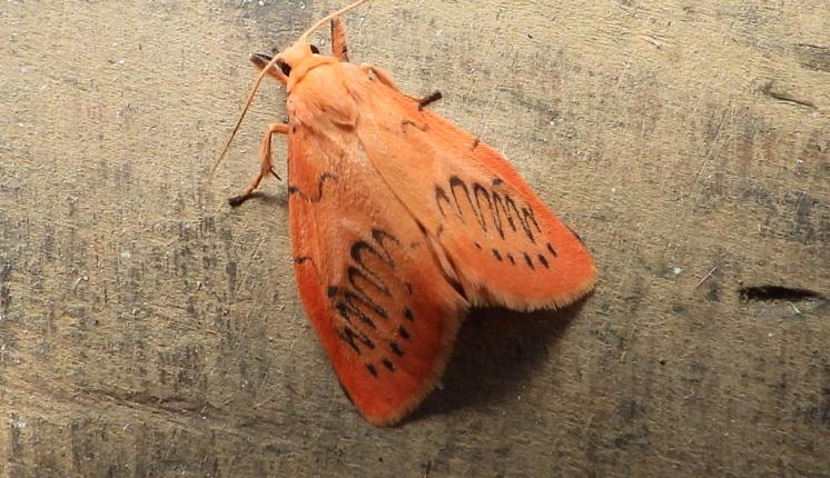 Rosy Footman (Andy Sims)
