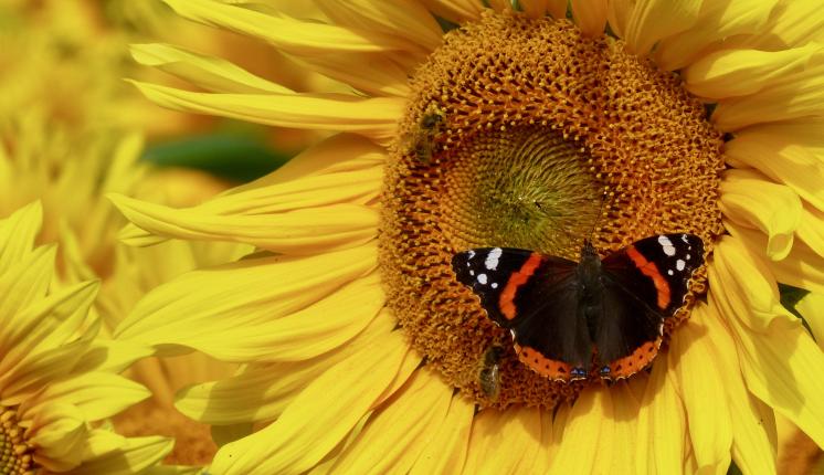 Red Admiral on Sunflower - Pexels