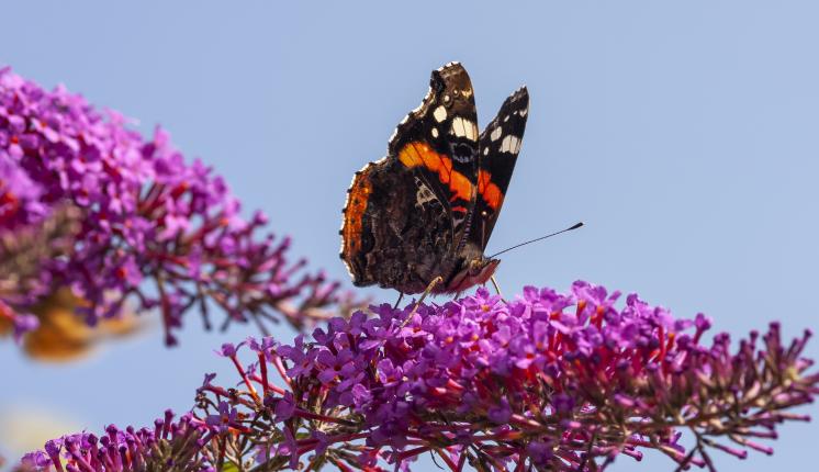 Red Admiral (Underwing) - Neil Morrell / Pixabay
