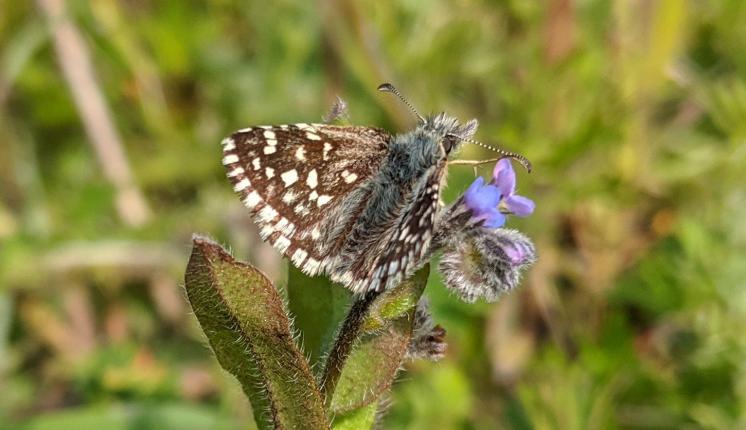Grizzled Skipper - Fiona Bell