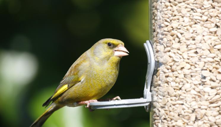 Greenfinch on a bird feeder