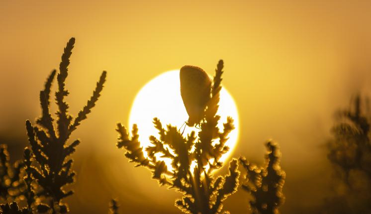 Silver studded blue butterfly against the sunset