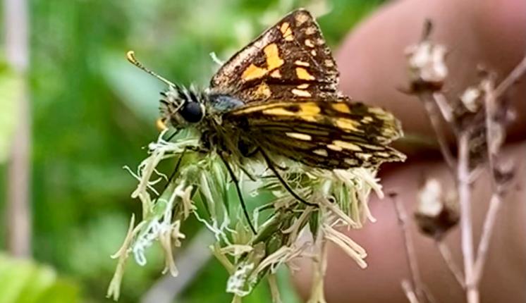 Chequered Skipper butterfly