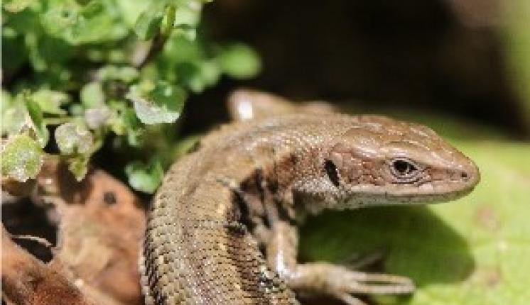 Common Lizard, Photo credit: Graham Smith