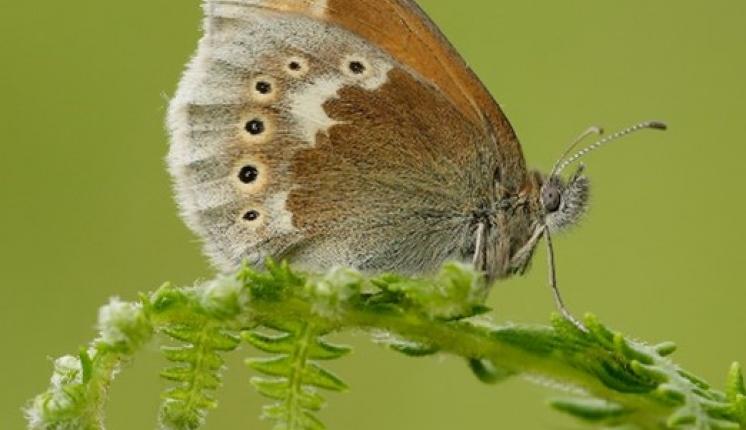Large Heath butterfly - a specialist species found on Scotland's peatlands – photo by Iain H Leach