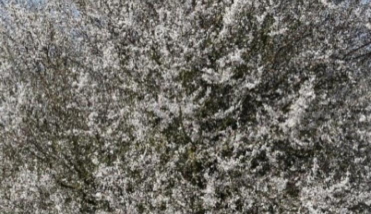 Blackthorn blossom in spring; Photo credit: Graham Smith