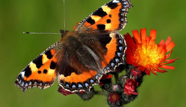 Small Tortoiseshell on Fox and Cubs. Walter Baxter CC BY 2.0