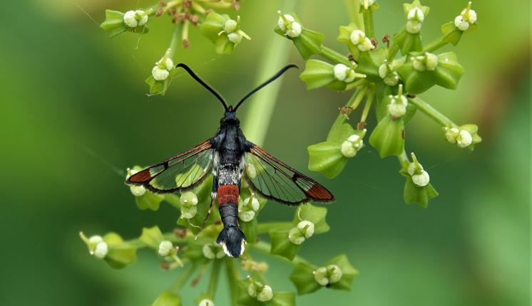 34M Red-tipped Clearwing John Furse