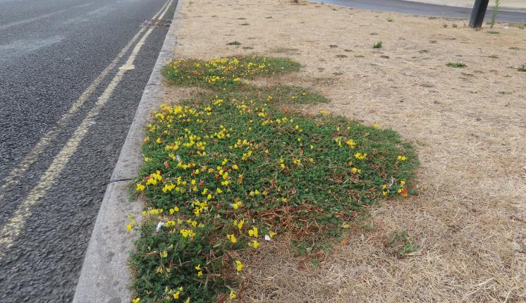 Bird's-foot Trefoil during drought - Phil Sterling