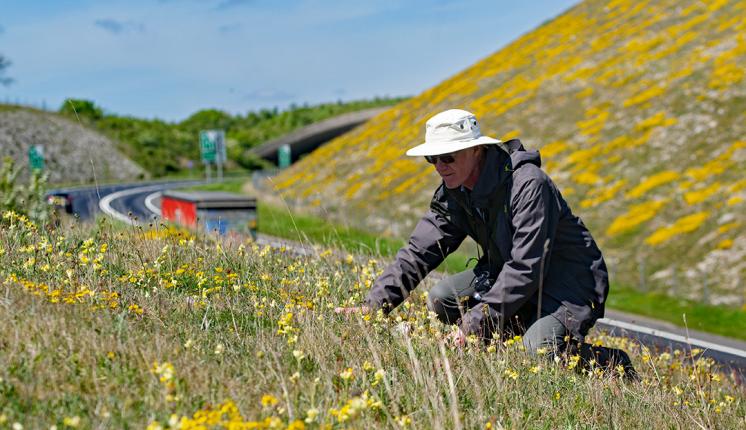 A man wearing a hat and sunglasses inspecting a bank of grass and yellow flowers on a roadside