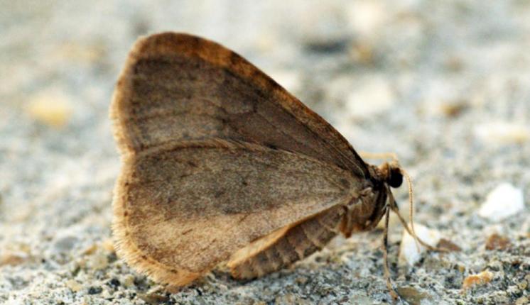 Winter moth (Ben Sale)