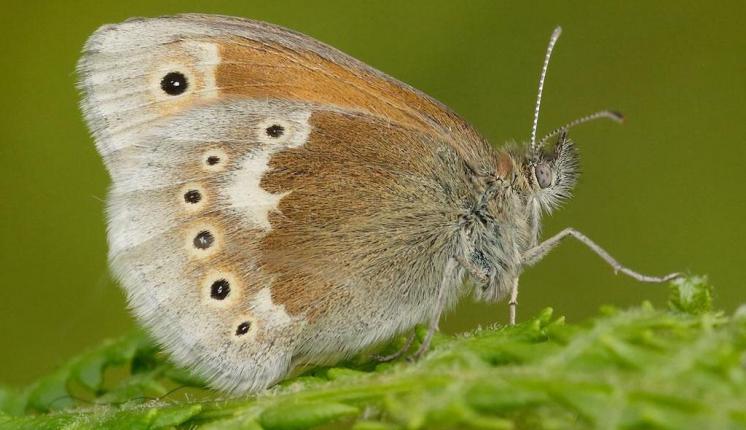 Half of British butterfly species on new Red List