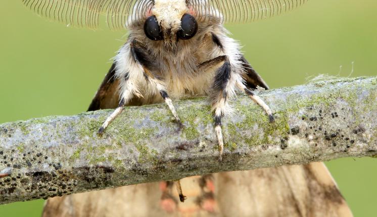 Black Arches moth on a stick