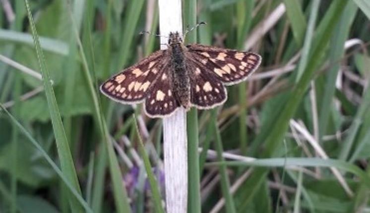 Chequered Skipper sits on Wood Small Reed