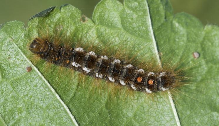 Brown-tail caterpillar (Paul Davis)