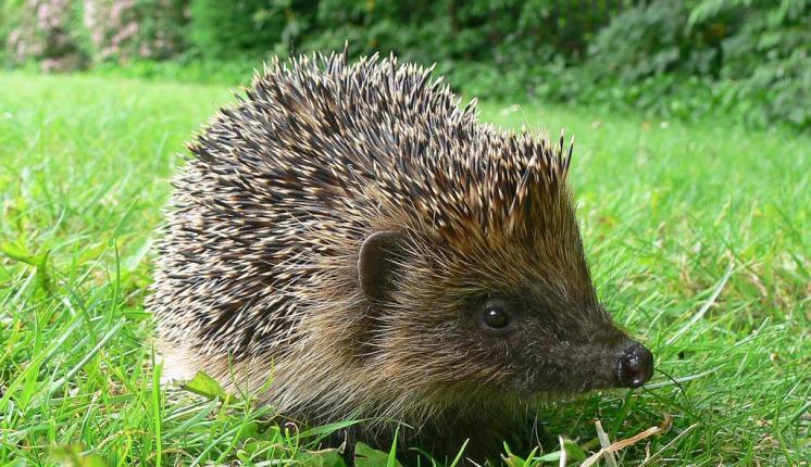 Hedgehog on a lawn