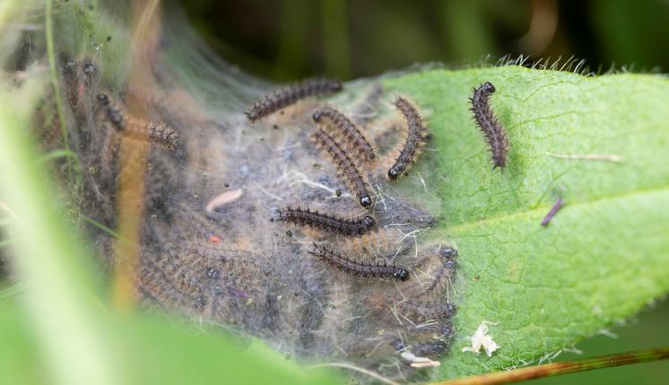 Marsh Fritillary caterpillars in a silken web they have created.