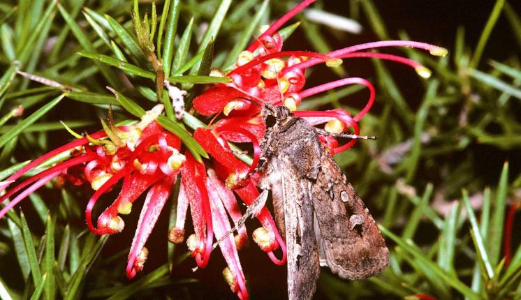 A Bogong moth feeding on a red spider flower at night