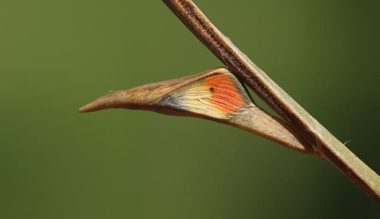 Orange-tip chrysalis - Dean Morley