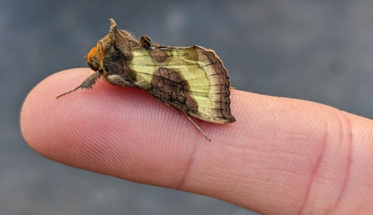 Burnished Brass crop - Hannah Rowsell