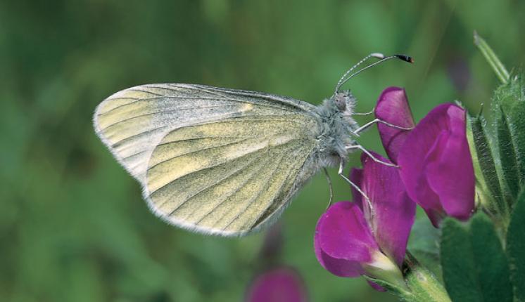 Cryptic Wood White by Robert Thompson