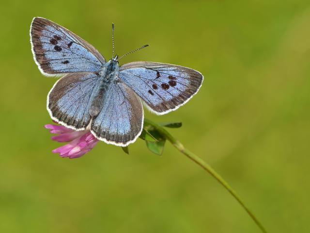Large Blue female 1_Pete Withers