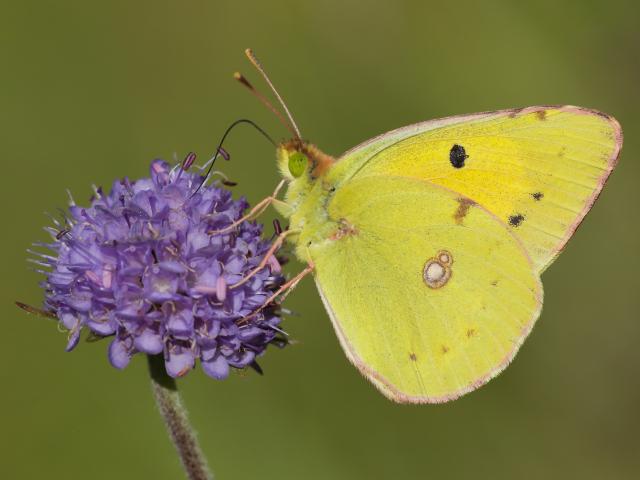Clouded Yellow Butterfly - Iain H Leach