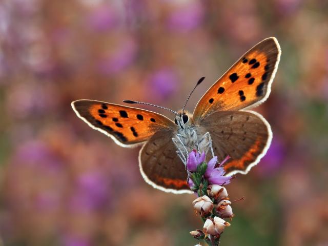 Small Copper Butterfly - Matt Berry