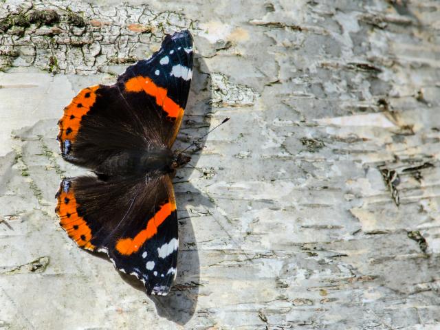 Red Admiral - Tim Melling
